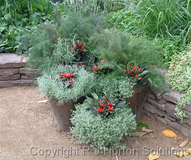 Herbs mixed in pots